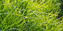 Grass Real Live Wallpaper APK