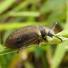 Bicho capixaba (Golden darkling beetle)