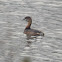 Pied-billed Grebe