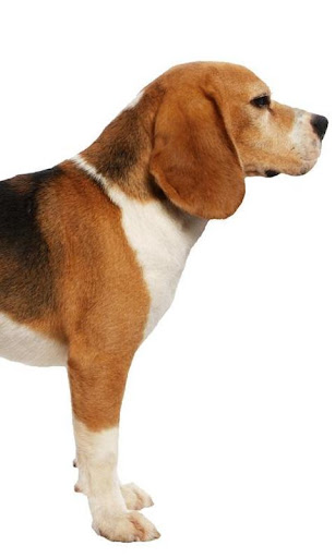 免費下載個人化APP|Beagles Wallpapers app開箱文|APP開箱王