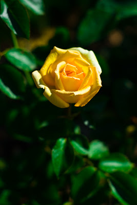 photo de rose jaune