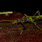 Stick Insect, Phasmid - Male