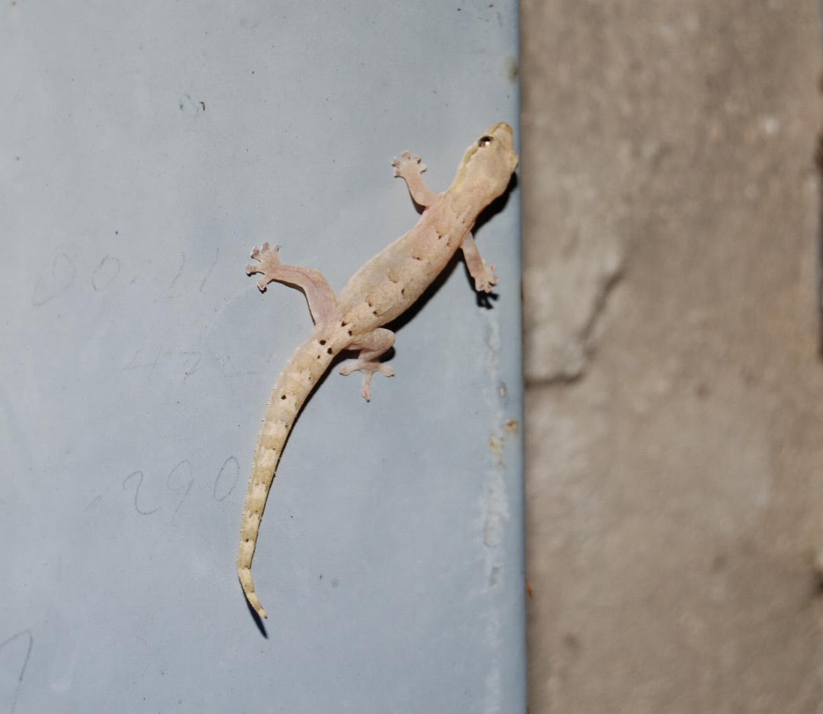Common smooth-scaled gecko