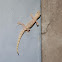 Common smooth-scaled gecko