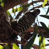 Gila Woodpecker