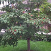 Kousa dogwood fruit