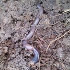 Earth worm