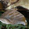 Stinky Leafwing Butterfly