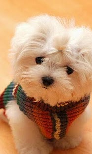 Maltese Wallpapers Screenshots 4