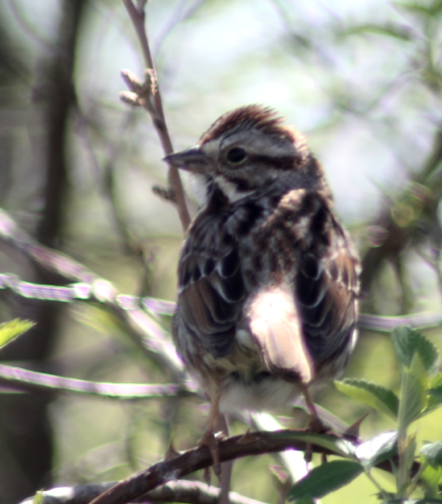 Song Sparrow - Adult Eastern Form