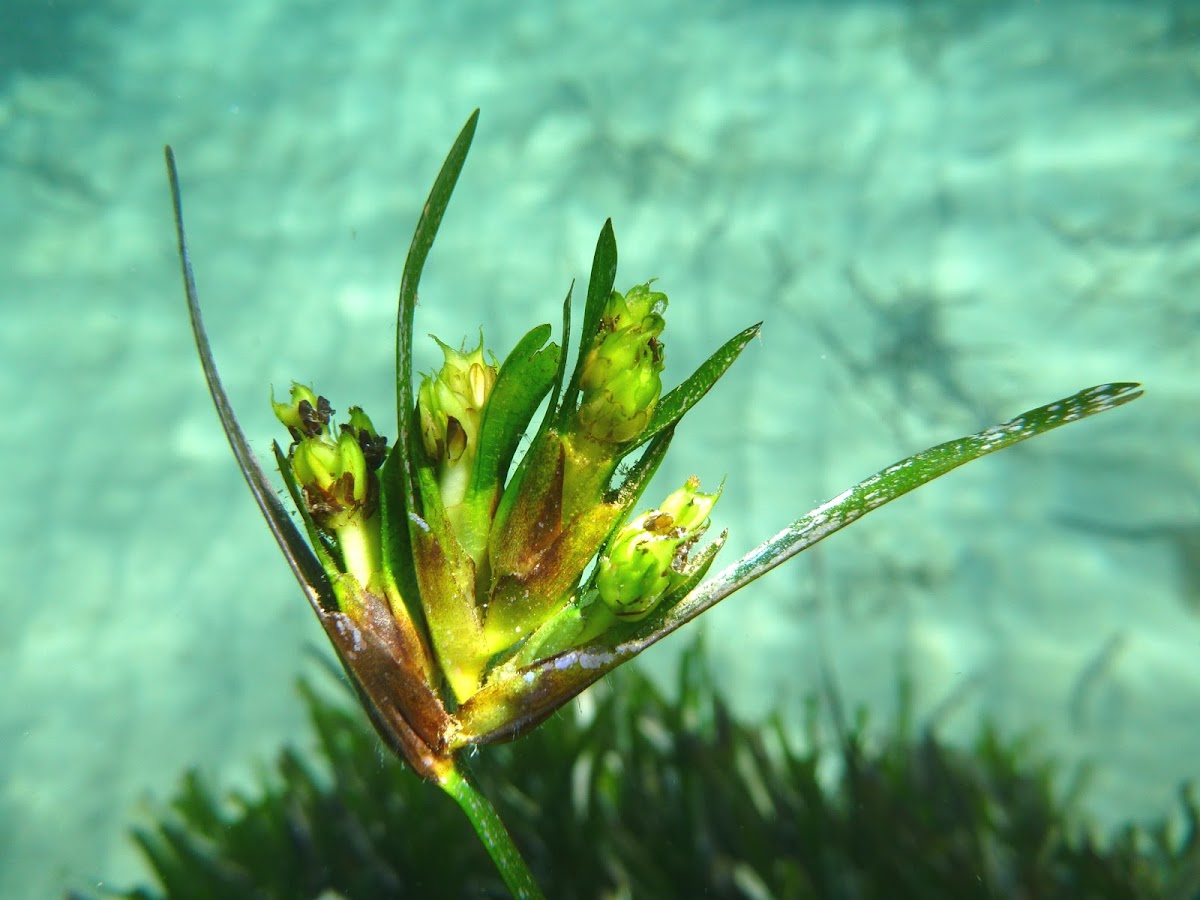 Mediterranean tapeweed. Posidonia