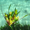 Mediterranean tapeweed. Posidonia