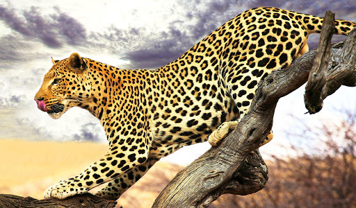 Leopard Wallpaper