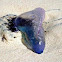 Portuguese Man O' War