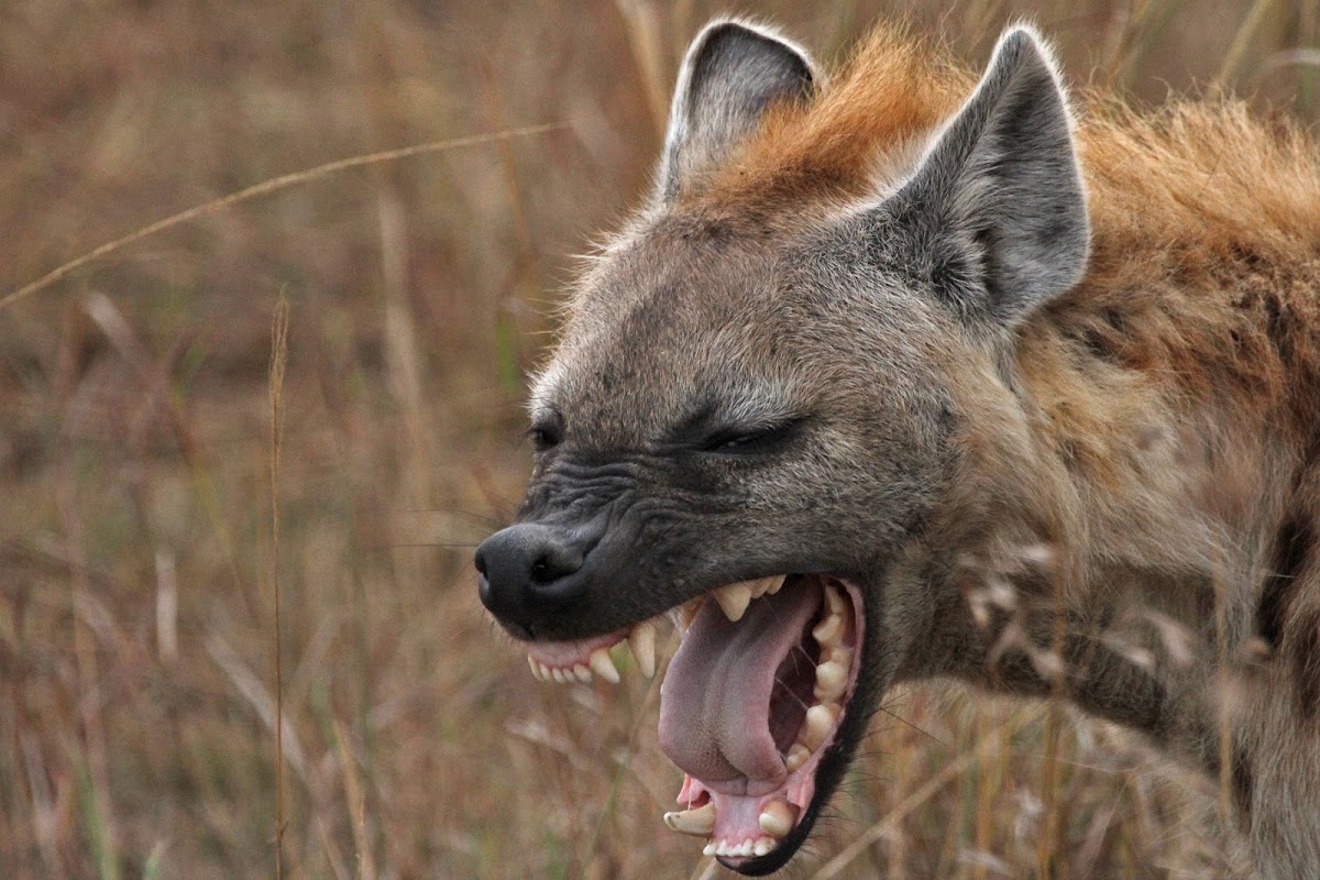 Spotted Hyena | Project Noah