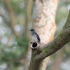 Asian Glossy Starling