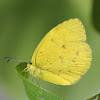 Common Grass Yellow or Two-spot Grass Yellow