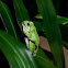 Barking Tree Frog