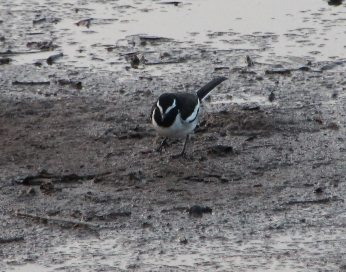 Pied Wagtail