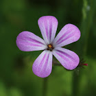 Herb Robert