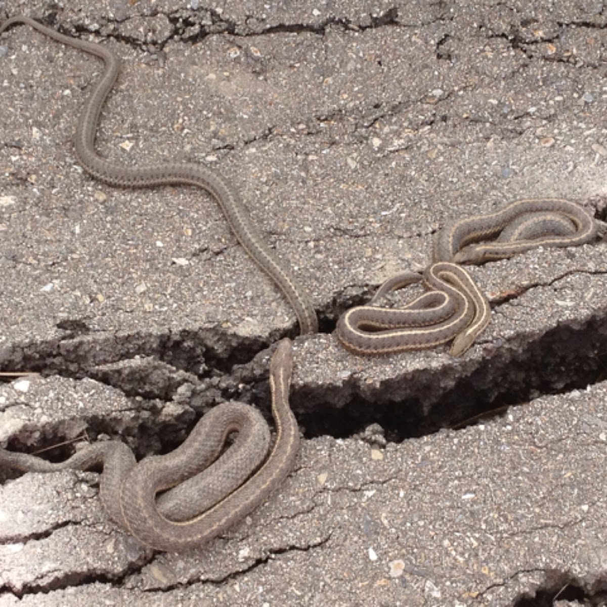 Western terrestrial garter snake (aka Wandering garter snake)