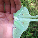 Luna Moth