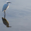 Snowy Egret