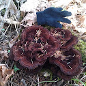 Fungus