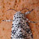 Owlet moth