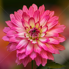 Dahlia by Nikola Vlahov - Flowers Single Flower