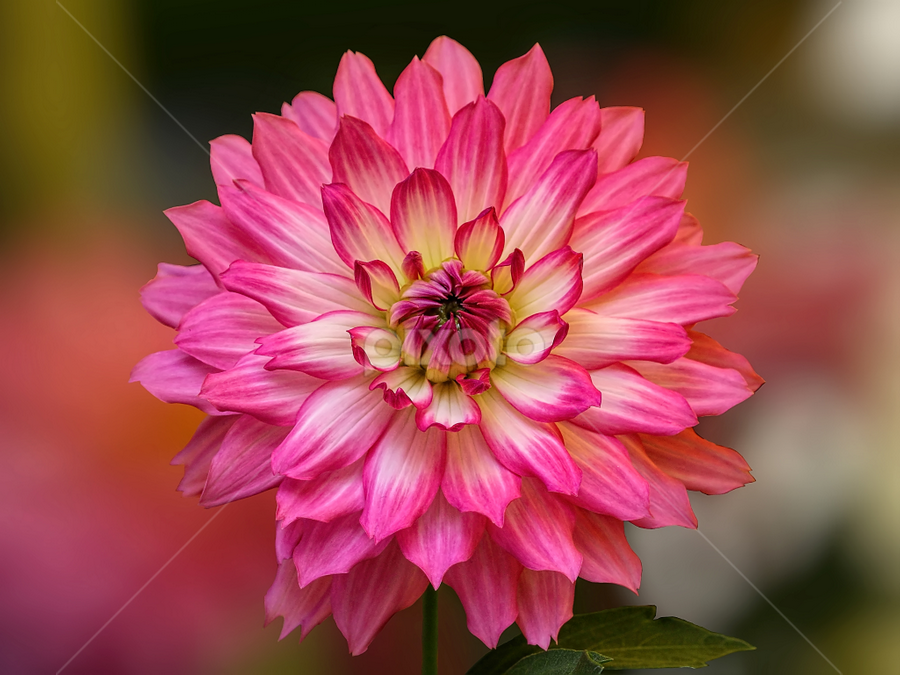 Dahlia by Nikola Vlahov - Flowers Single Flower