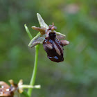Ophrys mammosa Orchid