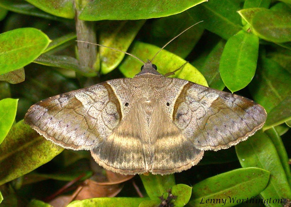 Catacalinae Moth