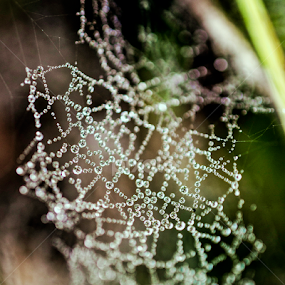 wet by Milica Đorđević - Nature Up Close Webs