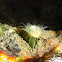 Striped Sea Anemone