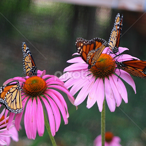 Welcome to My Garden by Sherri Woodbridge - Flowers Flower Gardens