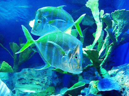 Ocean Park Fish