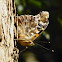 Indian Red Admiral