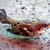 House Sparrow (mutant)