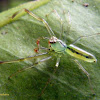 Green jumping spider
