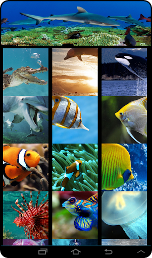 Live Underwater Wallpapers