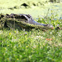 American alligator