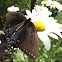 Eastern Tiger swallowtail butterfly