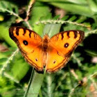 Peacock Pansy butterfly