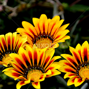 by Saptarshi Datta - Flowers Flower Gardens