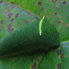 Common Bluebottle Caterpillar