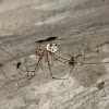 Cellar Spider (Female)