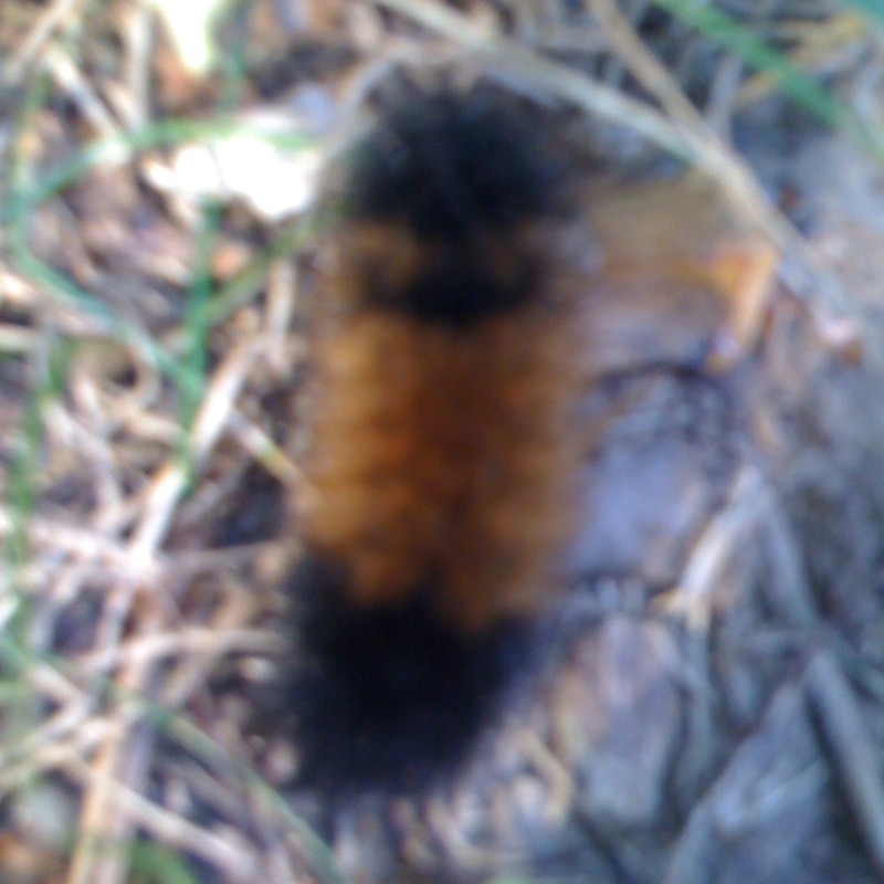 Furry caterpillar
