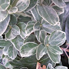 Fortune's spindle "Frosty Pearl"