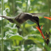 Ruby-throated Hummingbird      female